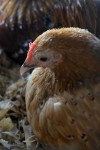 Chicken photographs