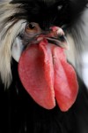 Chicken photographs